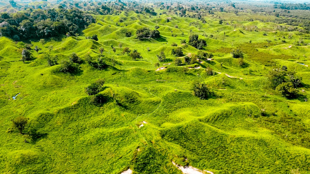 An aerial view of a lush green field