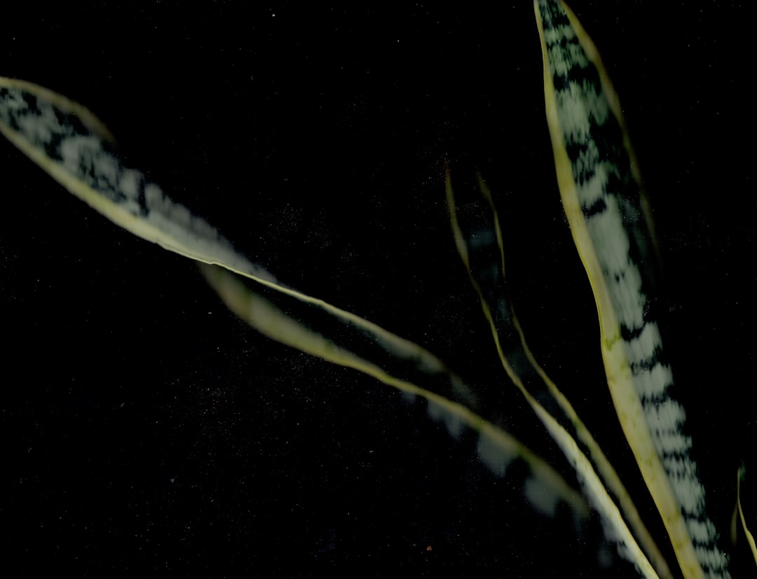 a close up of a plant with a black background